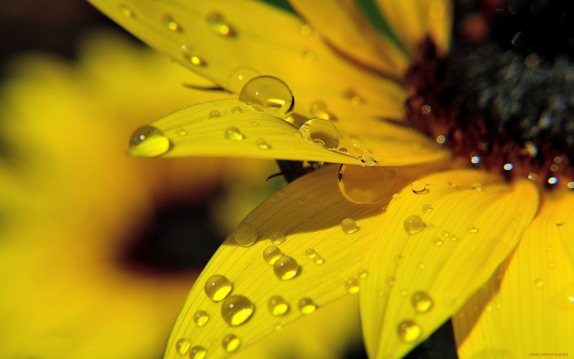 , dew, , sunflower, macro, flower, , , , , yellow